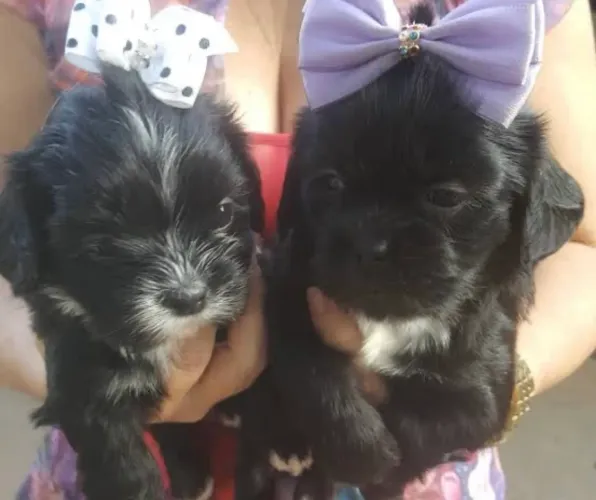 Lhasa apso femea
