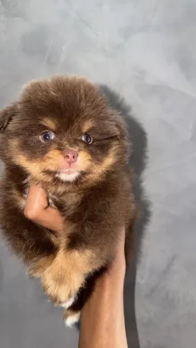 Lulu da Pomerânia 