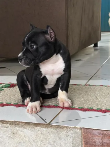Filhote Pit Monster