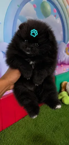 Cachorro