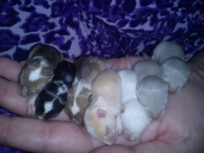 Vendo Gerbil ( Esquilo da Mongólia)