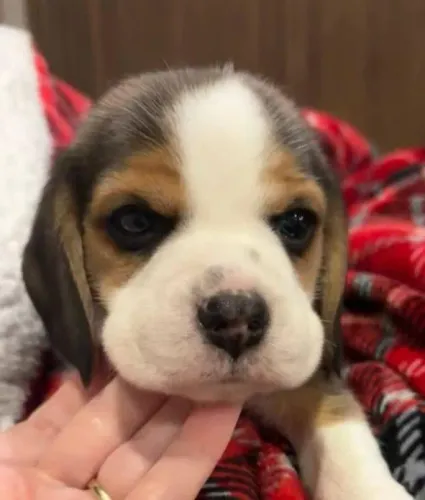 Beagle Mini Filhotes Super Independentes.