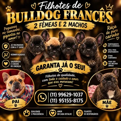 Cachorro