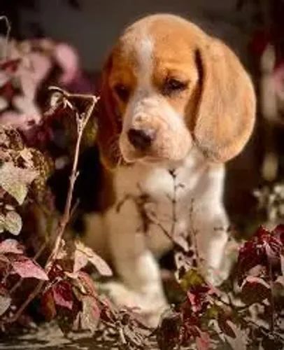 BEAGLE Um pequeno explorador pronto para alegrar sua casa.
