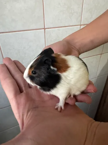 Filhote de porquinho da índia