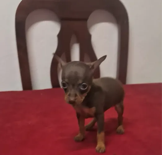 Filhotes chihuahua