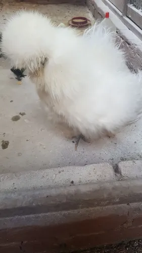 Galinhas Sedosas Importadas