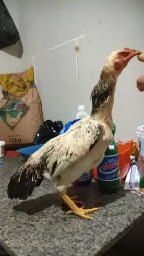 Galinha prata de ótima genética e qualidade