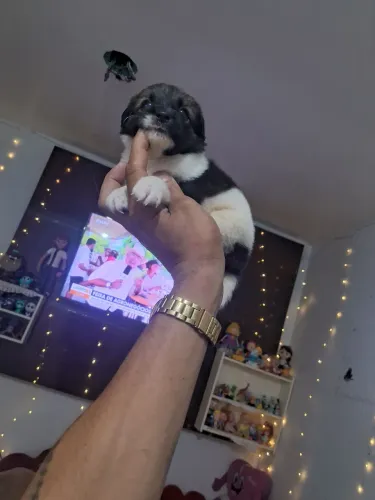 Shih tzu com Yorkshire 300