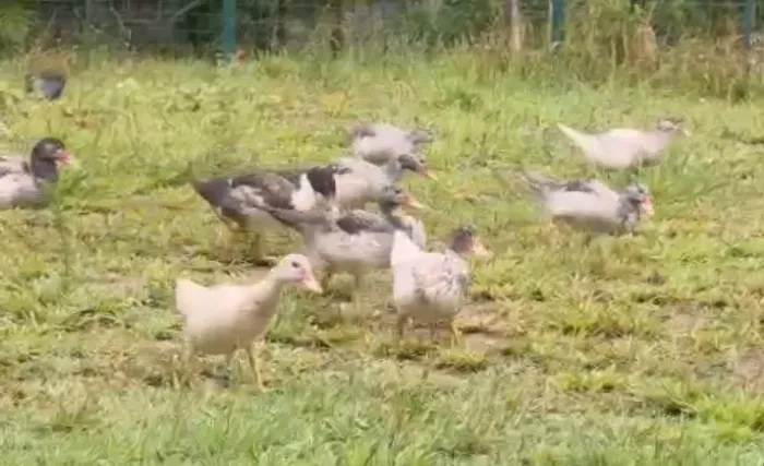 Pato macho e fêmea
