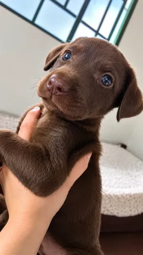 Americana chocolate