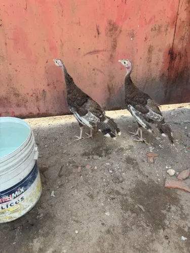 Peru Disponível