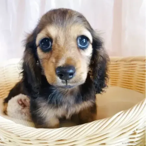 Bebeuzinho carinhoso: Teckel/Dachshund/Salsicha/Salsichinha/Basset/Cofap - Pelo longo