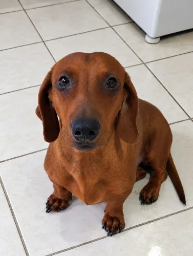 Dachshund (salsicha) macho, 2 anos