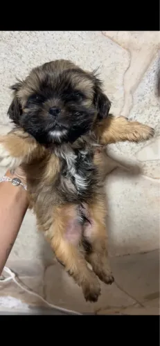 Vende-se shitzu macho