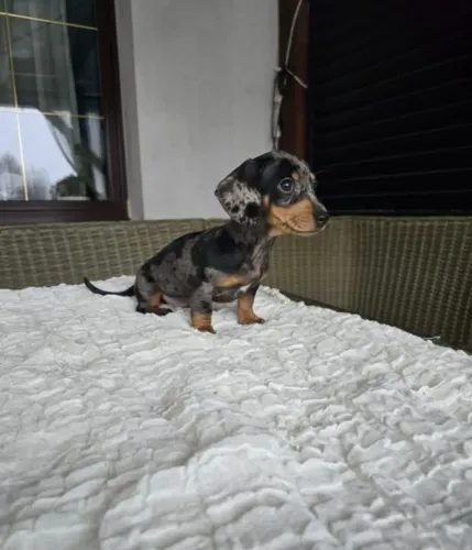 Dachshund Carinhoso Para Compartilhar Grandes Aventuras