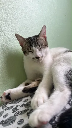 Adoção