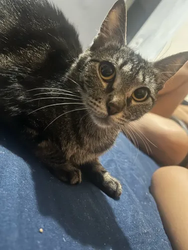 DOAÇÃO DE GATA