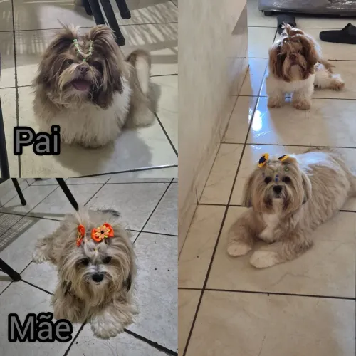 Shihtzu filhote puro