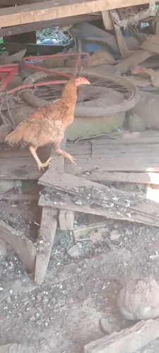 Frangos e frangas