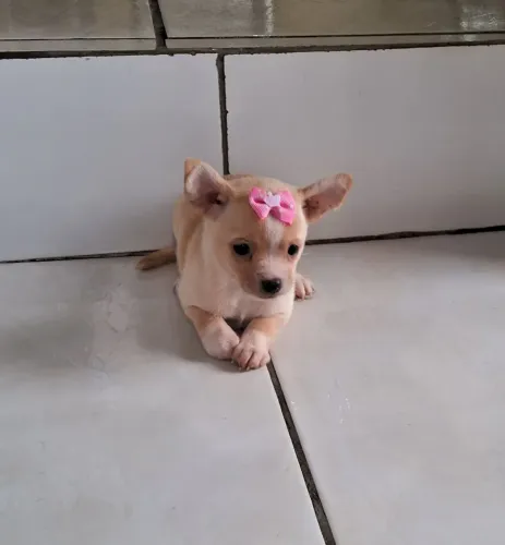 Linda FÊMEA de chihuahua 