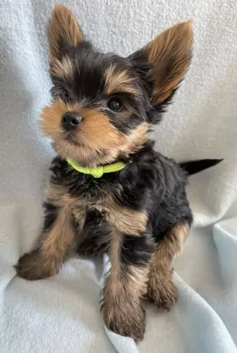 Amor imperdível de um yorkshire machinho lindo 