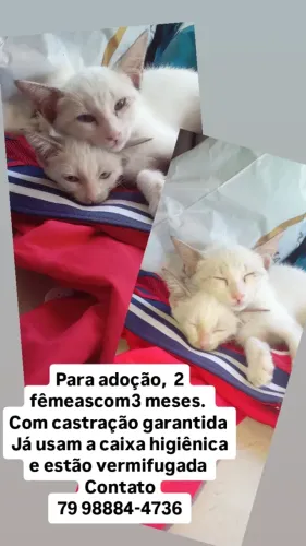 Gatos para adoção 