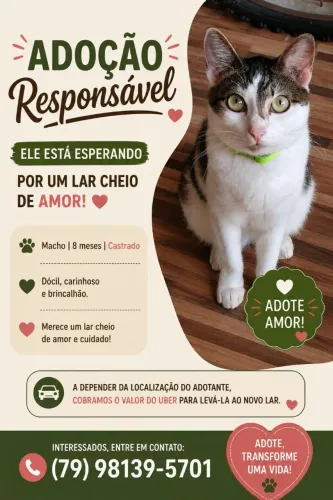 Gato macho para adoção