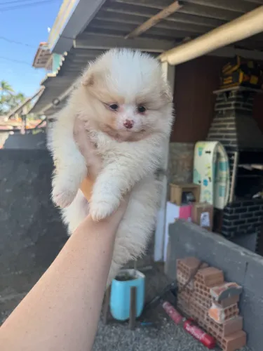 Lulu da pomerania