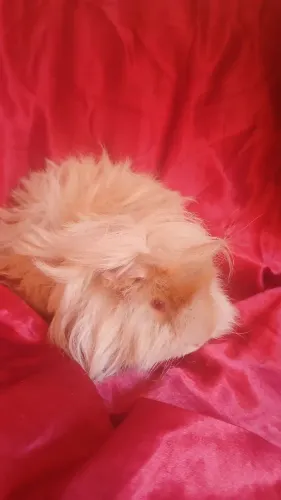 Porquinho da india