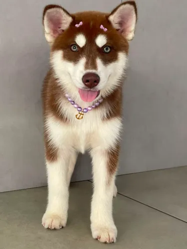 Husky Siberiano