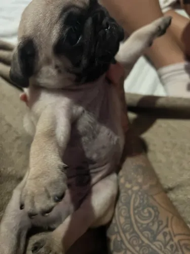 Pug a venda 