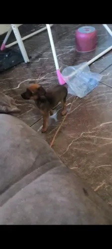 Pinscher 0