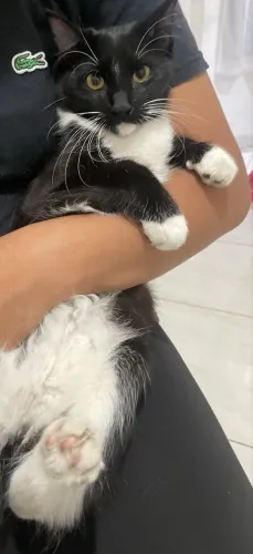 Estou doando gato de 7 meses