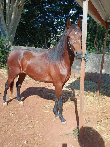 Vendo ou troco potro mangalarga paulista