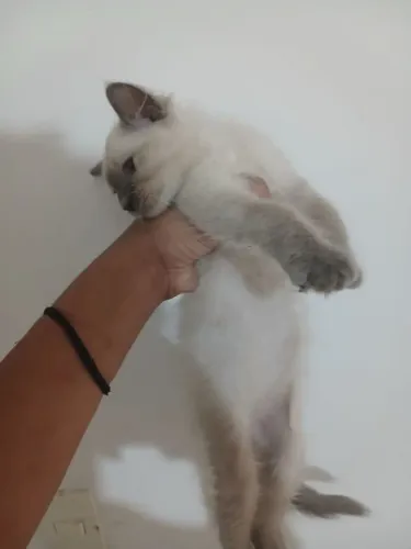 Filhotes de Gatinhos (Machos)