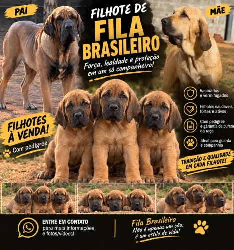 Fila brasileiro puro