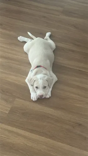 Vende-se filhote de pitbull