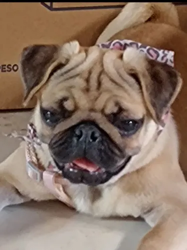 Procuro pug adulta para companhia