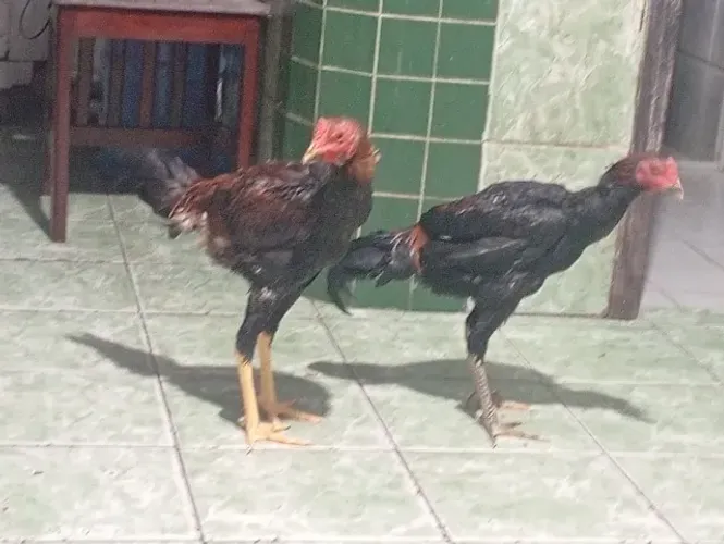 Vendo esses 2 Frangos
