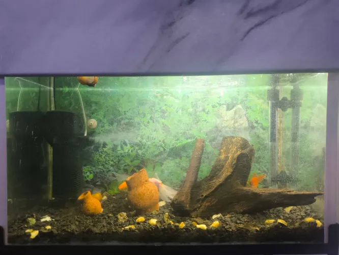Aquário Completo 60 Litros - Pronto para Uso!