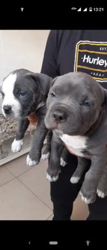 American Bully-amstaff-pitmonster-pibull- lindos filhotes !