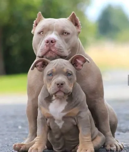 Filhotes de Pitbull com esses olhos nos dizem a verdade que gostaríamos de ouvir 