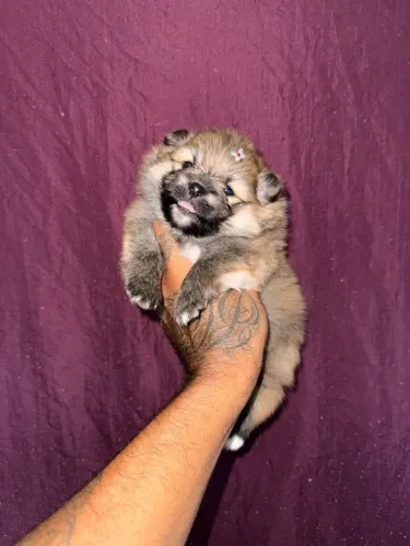Filhote de Pomerania- Lulu macho laranja reserva