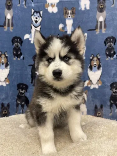 Husky Siberiano cinza/marrom/preto e branco, olhos azuis e bi colores a pronta entrega!
