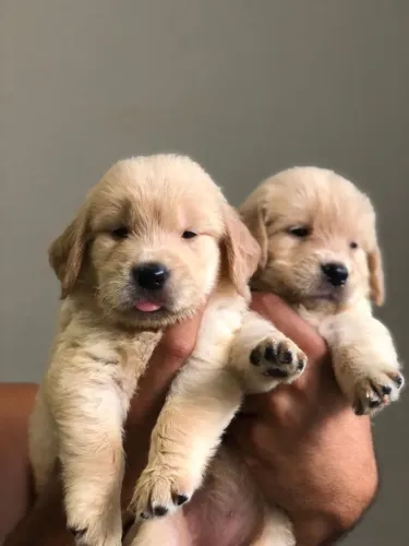Golden retriever 1 casal MACHOS e FÊMEAS pedigree microchip 