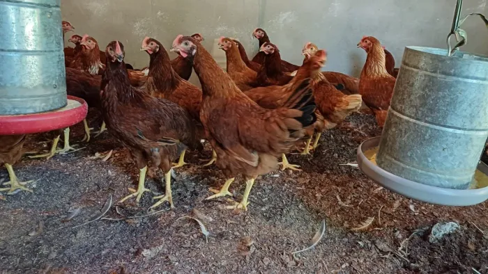 Poedeiras Vermelhas,  Creme e EMBRAPA 051 - Pré Postura 