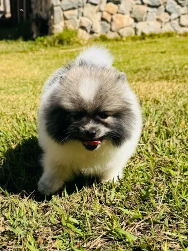 Spits Alemão com Pedigree CBKC em 10x sem juros