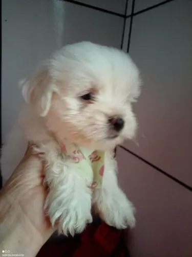 filhote maltês, Nada como ser recebido todos os dias com alegria e carinho!