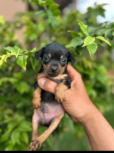 Pinscher número 01 machos disponíveis e um casal Border Collie 